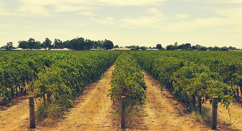 Virgara Wines vineyard